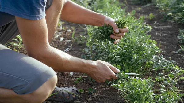 Agricultor en sombrero cosechando perejil fresco por cuchillo en el campo de eco granja orgánica — Foto de Stock