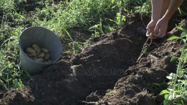 Genç çiftçi kova organik tarım sahasının içinde patates hasat