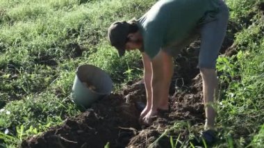 Genç çiftçi kova organik tarım sahasının içinde patates hasat