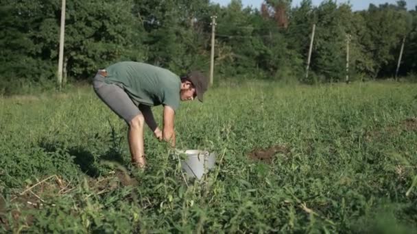 Genç çiftçi kova organik tarım sahasının içinde patates hasat — Stok video