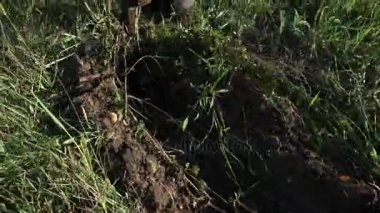 Traktör sürücüleri patates alan üzerinde. Traktör kullanma ile patates hasat.