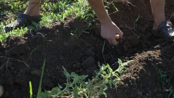 Joven agricultor cosechando patatas en caja de madera en el campo en la granja ecológica — Vídeos de Stock