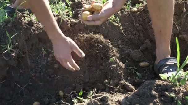 Joven agricultor cosechando patatas en caja de madera en el campo en la granja ecológica — Vídeo de stock