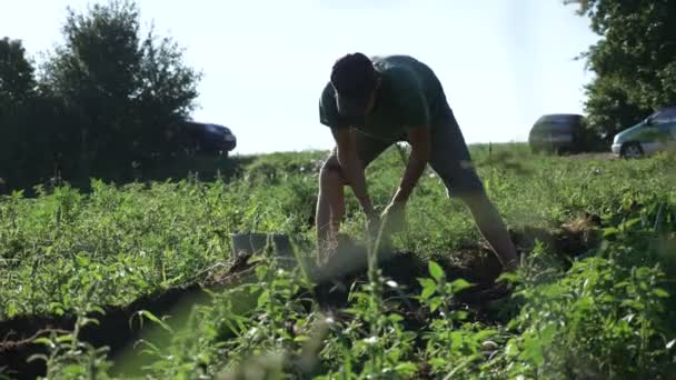 Joven agricultor cosechando patatas en cubo en el campo en la granja ecológica — Vídeos de Stock