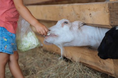 Küçük şirin kız Beyaz Keçi Keçi çiftliğinde beslenir. Keçi ile küçük kız