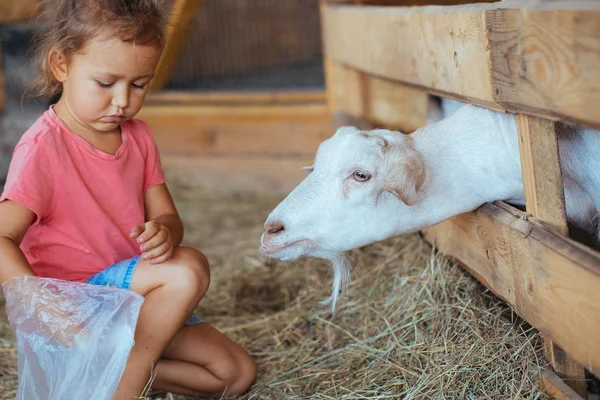 Küçük şirin kız Beyaz Keçi Keçi çiftliğinde beslenir. Keçi ile küçük kız