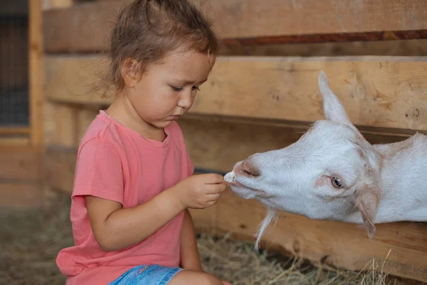Küçük şirin kız Beyaz Keçi Keçi çiftliğinde beslenir. Keçi ile küçük kız