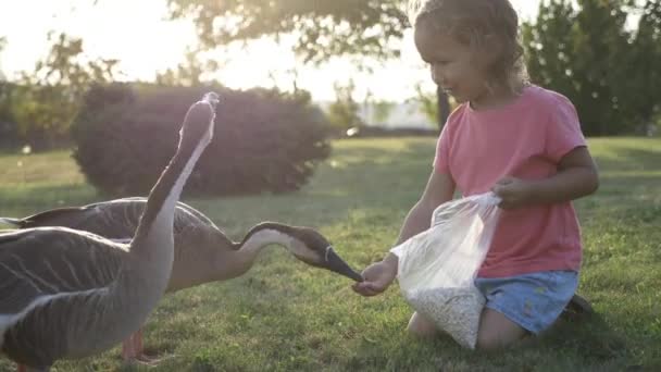 Nettes kleines Mädchen füttert Wildgänse auf der grünen Sommerwiese — Stockvideo