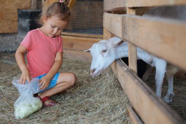 Küçük şirin kız Beyaz Keçi Keçi çiftliğinde beslenir. Keçi ile küçük kız