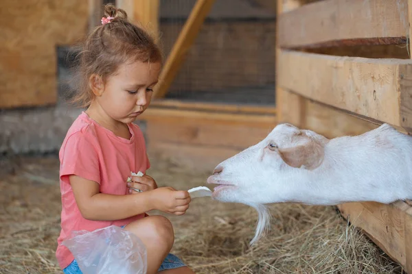Küçük şirin kız Beyaz Keçi Keçi çiftliğinde beslenir. Keçi ile küçük kız