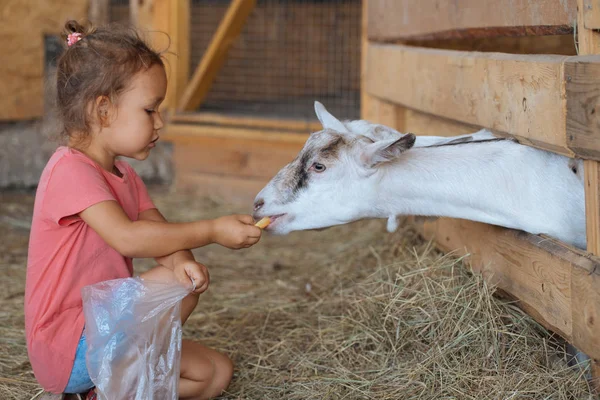 Küçük şirin kız Beyaz Keçi Keçi çiftliğinde beslenir. Keçi ile küçük kız