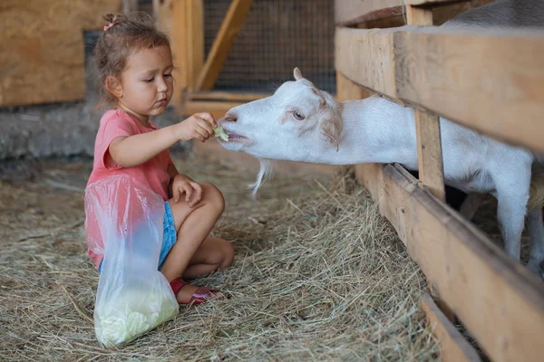 Küçük şirin kız Beyaz Keçi Keçi çiftliğinde beslenir. Keçi ile küçük kız