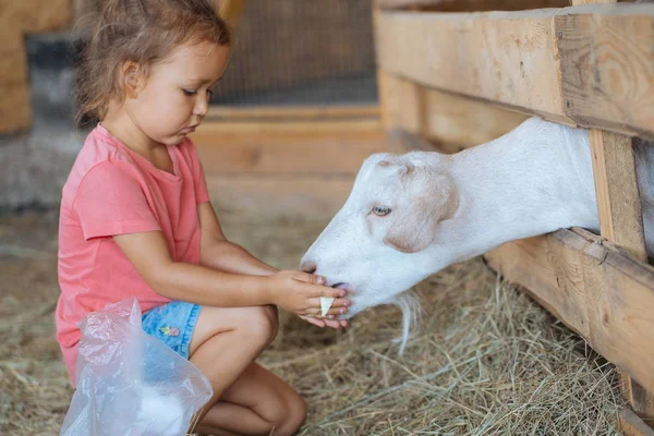 Küçük şirin kız Beyaz Keçi Keçi çiftliğinde beslenir. Keçi ile küçük kız