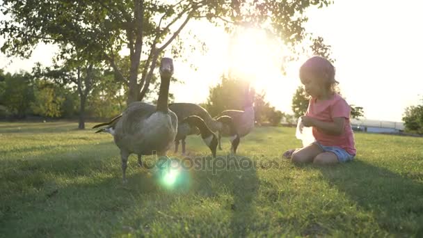 Petite fille mignonne nourrissant des oies sauvages à la prairie verte d'été — Video