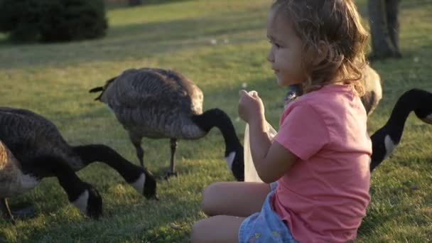 Linda niña alimentando a los gansos salvajes en el verde prado de verano — Vídeos de Stock