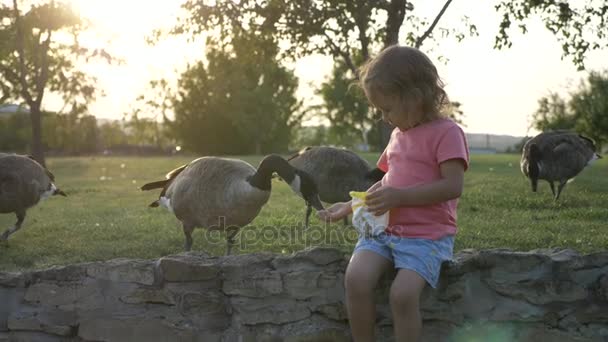 Nettes kleines Mädchen füttert Wildgänse auf der grünen Sommerwiese — Stockvideo