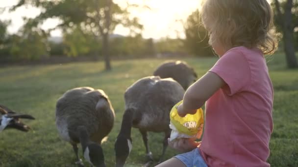 Menina bonito alimentando gansos selvagens no prado de verão verde — Vídeo de Stock