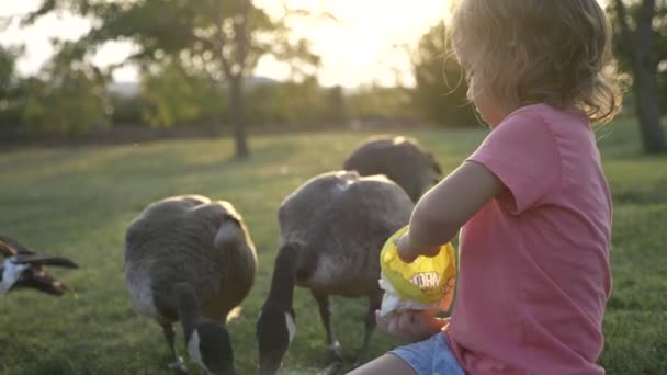 Nettes kleines Mädchen füttert Wildgänse auf der grünen Sommerwiese — Stockvideo