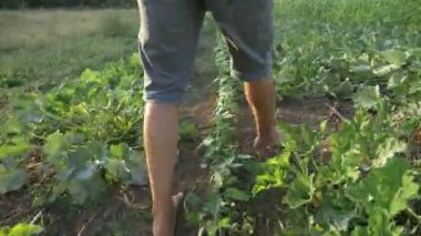 Genç çiftçi organik bush kabak ahşap kutu alanıyla oluyor.