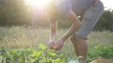 Genç çiftçi organik tarım alanında ahşap kutusunda bush kabak hasat.