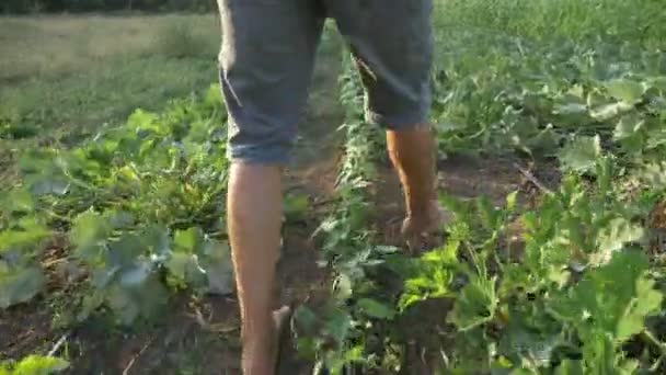 Молодий фермер збирається на полі з дерев'яною коробкою органічного кущового гарбуза . — стокове відео