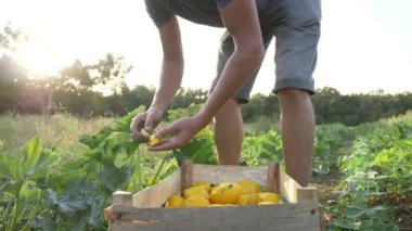 Genç çiftçi organik tarım alanında ahşap kutusunda bush kabak hasat.