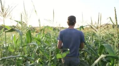 Genç çiftçi boş ahşap kutu mısır mahsul ürün toplama alanıyla oluyor.