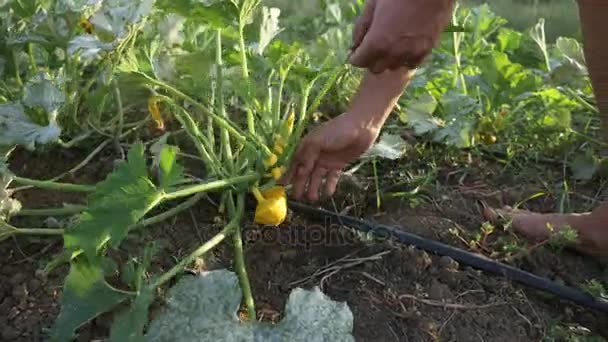 Mladý farmář sklízí bush dýně v dřevěné krabici na poli ekologické farmy. — Stock video