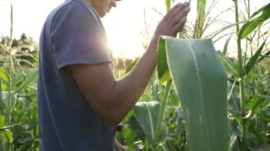 Genç çiftçi mısır koçanı büyüme organik tarım alanında ilerleme kontrol.