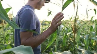 Genç çiftçi mısır koçanı büyüme organik tarım alanında ilerleme kontrol.