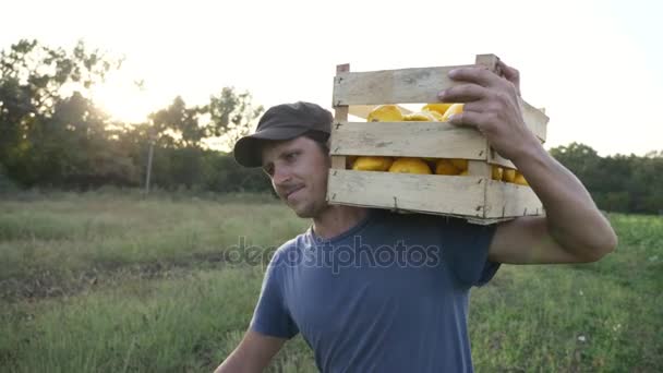 Νέος αγρότης πηγαίνοντας στο γήπεδο με ξύλινο κουτί οργανικά Μπους κολοκύθας. — Αρχείο Βίντεο