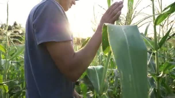 Fiatal gazda ellenőrzi a kukorica csövek növekedés ökológiai gazdaság területén elért. — Stock videók