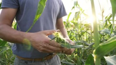 Genç çiftçi mısır koçanı büyüme organik tarım alanında ilerleme kontrol.