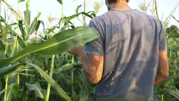 Νέος αγρότης, τον έλεγχο της προόδου της καλαμπόκι στάχυα ανάπτυξης στον τομέα της βιολογικής καλλιέργειας. — Αρχείο Βίντεο