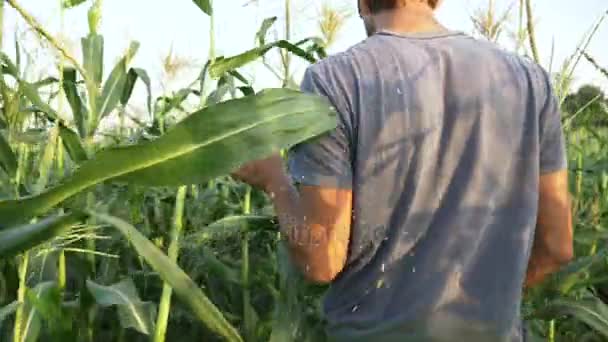 Mladý zemědělec kontrolu průběhu kukuřičné klasy růstu na poli ekologické farmy. — Stock video