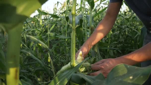 Молодий фермер перевіряє прогрес росту кукурудзяних цицьок на полі органічної ферми . — стокове відео