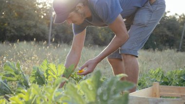 Genç çiftçi organik tarım alanında ahşap kutusunda bush kabak hasat.