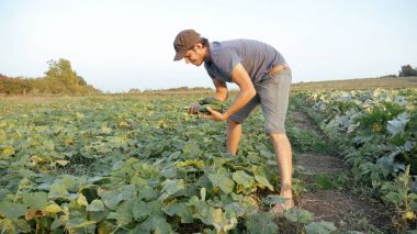 Genç erkek çiftçi organik Eko çiftlikte salatalık toplama