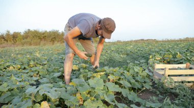 Genç erkek çiftçi organik Eko çiftlikte salatalık toplama