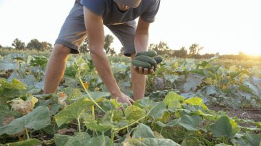 Genç erkek çiftçi organik Eko çiftlikte salatalık toplama