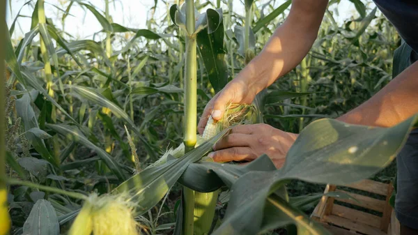 Jóvenes agricultores controlan el progreso del cultivo de mazorcas de maíz en el campo de la granja orgánica . — Foto de Stock