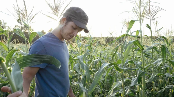 Young farmer checking progress of corn cobs growth on the field of organic farm. — Stock Photo, Image