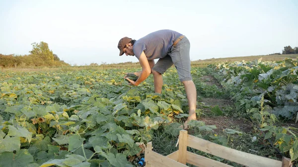Genç erkek çiftçi organik Eko çiftlikte salatalık toplama