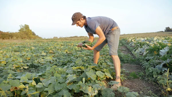 Genç erkek çiftçi organik Eko çiftlikte salatalık toplama