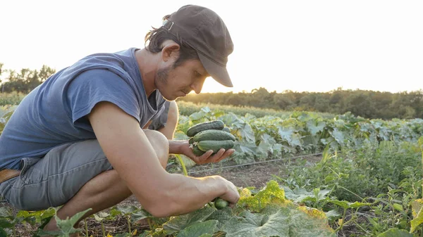 Joven agricultor macho recogiendo pepino en eco granja orgánica — Foto de Stock