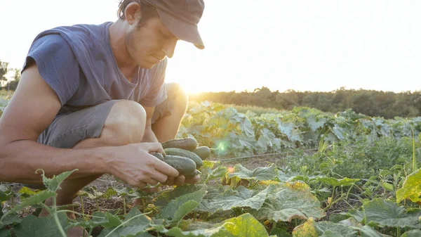 Joven agricultor macho recogiendo pepino en eco granja orgánica — Foto de Stock