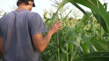Genç çiftçi mısır koçanı büyüme organik tarım alanında ilerleme kontrol.