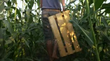 Genç çiftçi boş ahşap kutu mısır mahsul ürün toplama alanıyla oluyor.