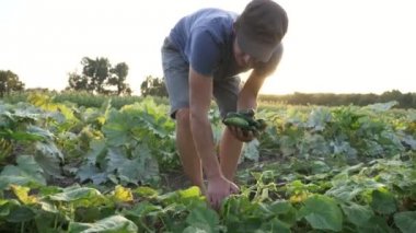 Genç erkek çiftçi organik Eko çiftlikte salatalık toplama