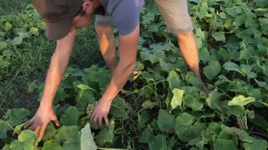 Genç erkek çiftçi organik Eko çiftlikte salatalık toplama